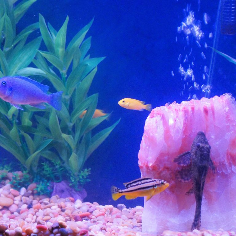 Revolutionize Your Aquarium: Unleashing the Benefits of IoT Fish Tanks