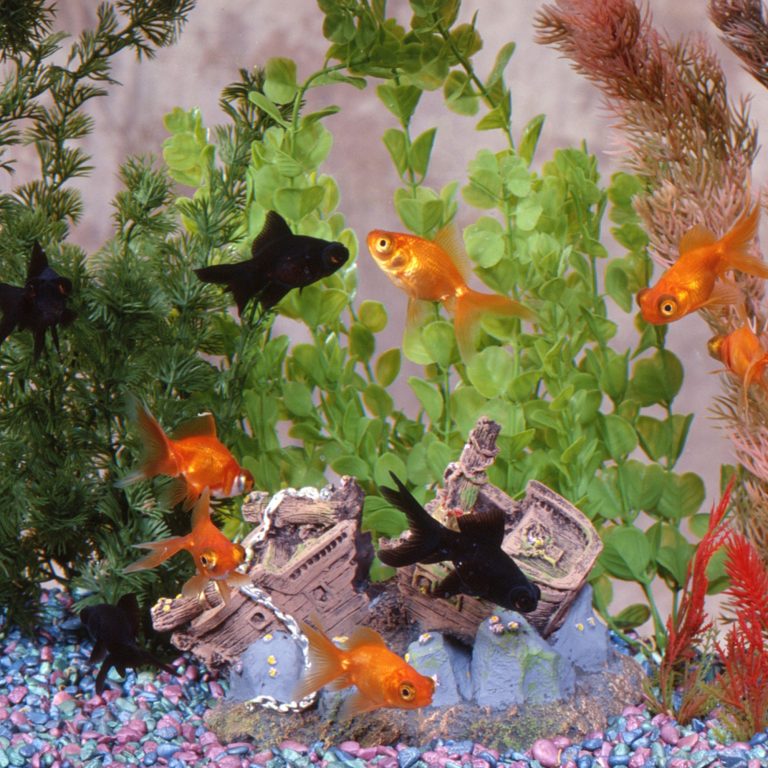 Elevate Your Aquatic Game: Enhance Your Fish Tank with a pH Monitor