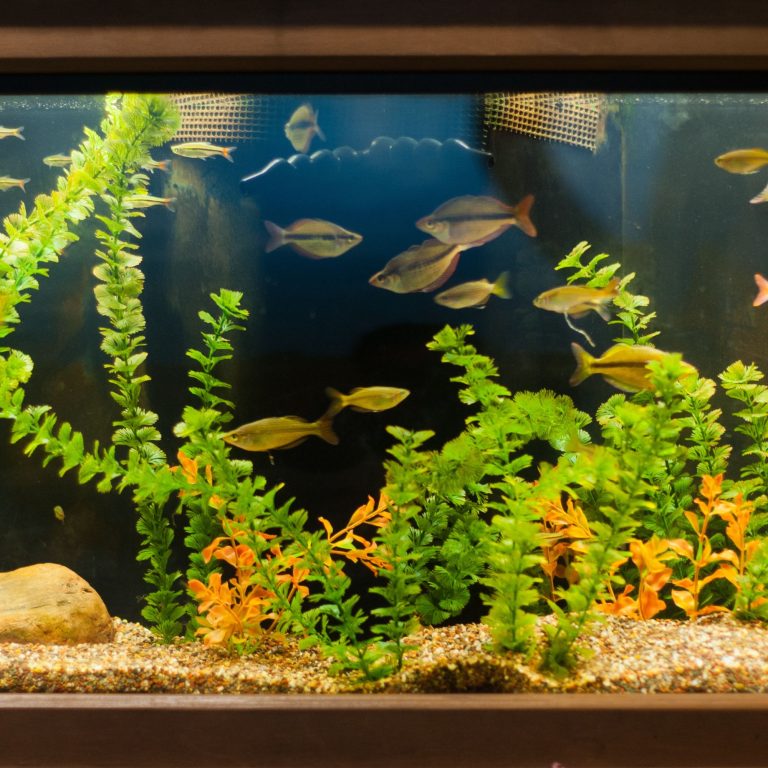 The Future of Fish Tanks: Embracing Smart Fish Tank Devices