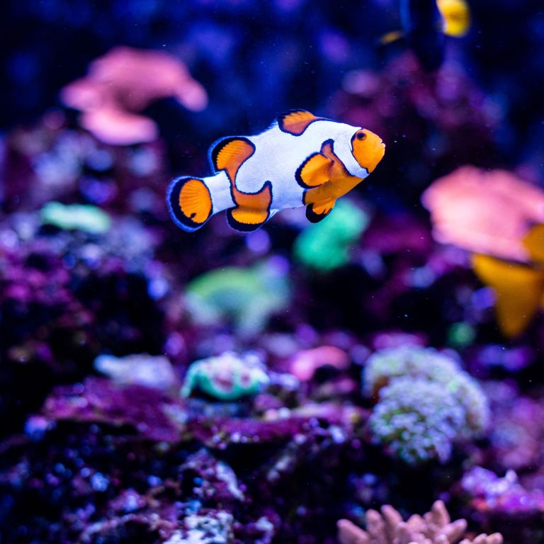 Dive into the Future: Experience Automated Fish Tank Monitoring