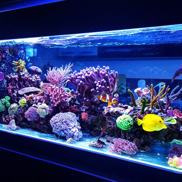 Take the Guesswork Out: Enhance Your Fish Tank with a pH Monitor