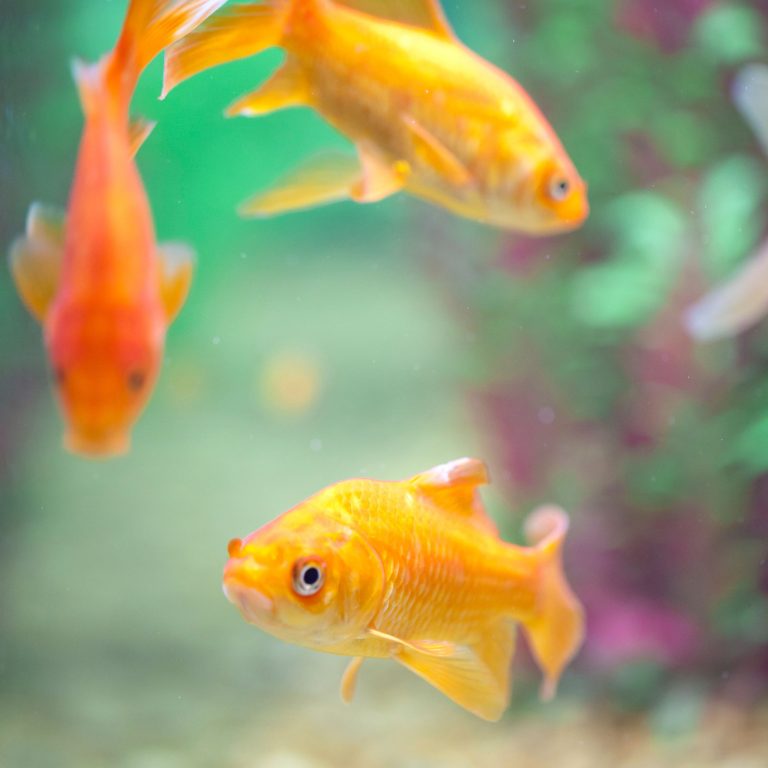 Dive into Smart Fishkeeping: Unveiling Fish Tank Monitoring Apps