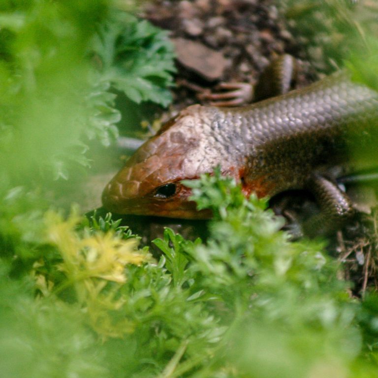 Say Goodbye to Chill: Heat Up Your Reptile Tank with the Best Heating Pads