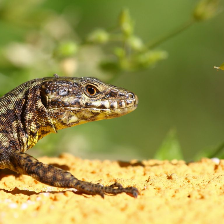 7. Enhance Your Reptiles Comfort: Choosing the Right Enclosure Heating Pads