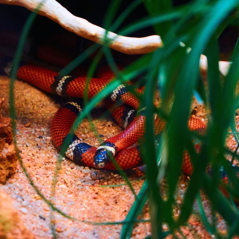 Unleash the Power of Heat: Best Reptile Heating Pads for Your Pet