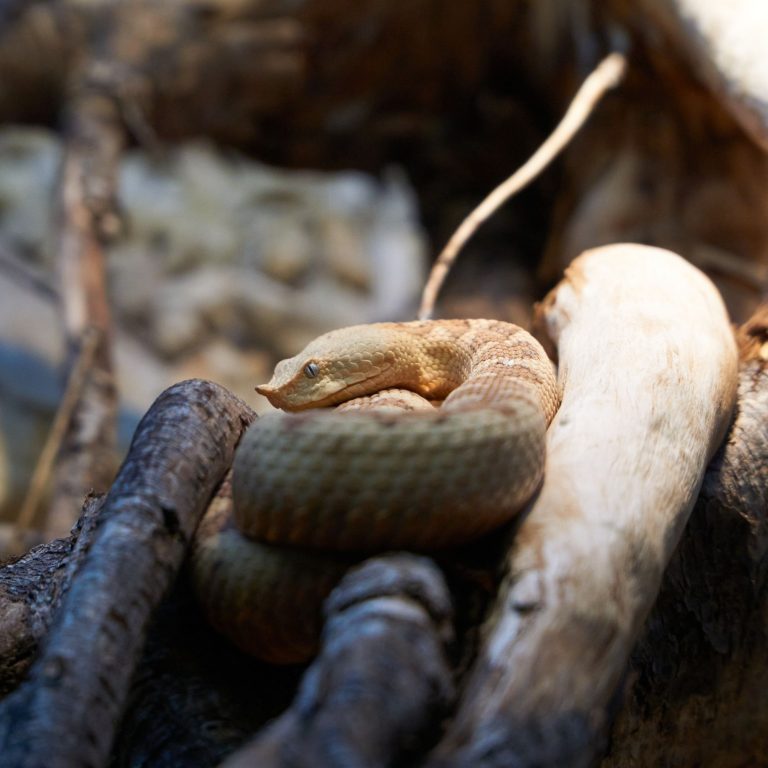 Boost Your Snakes Wellbeing: Unveiling the Perfect Reptile Heat Pad