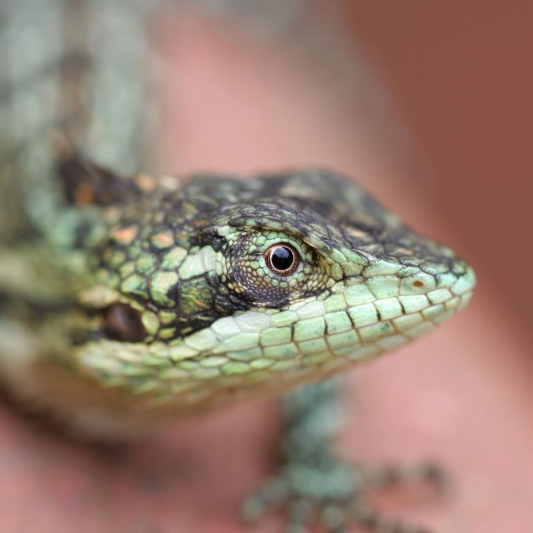 Keep Your Reptile Cozy: Explore the Benefits of Reptile Heating Pads