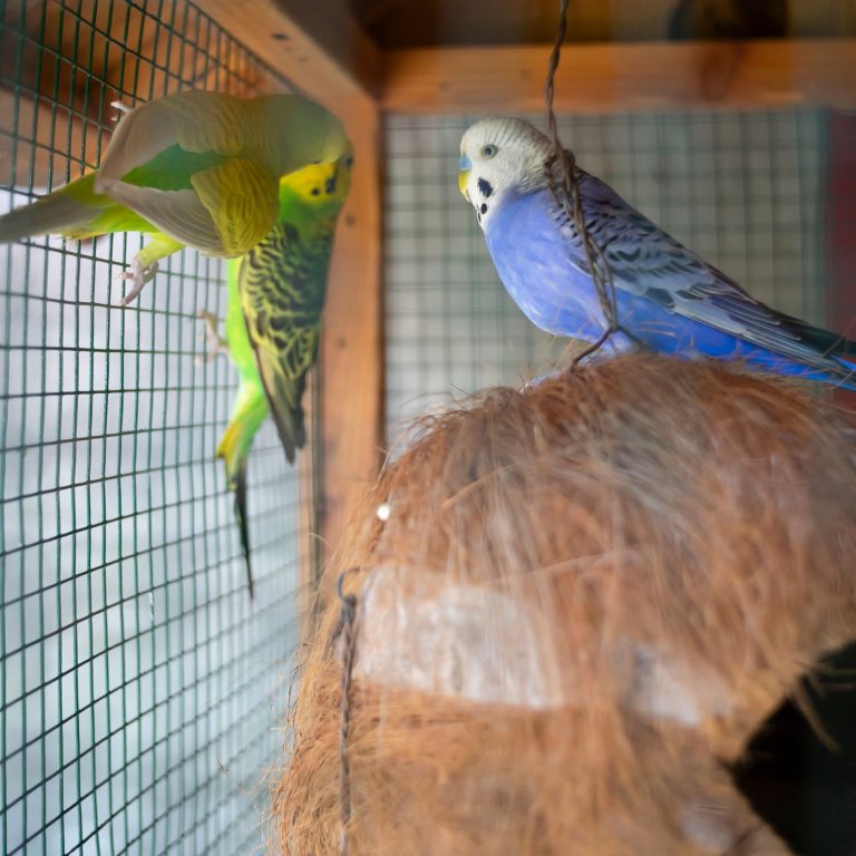 Elevate Their Adventures: GPS Tracker for Parrots Explored