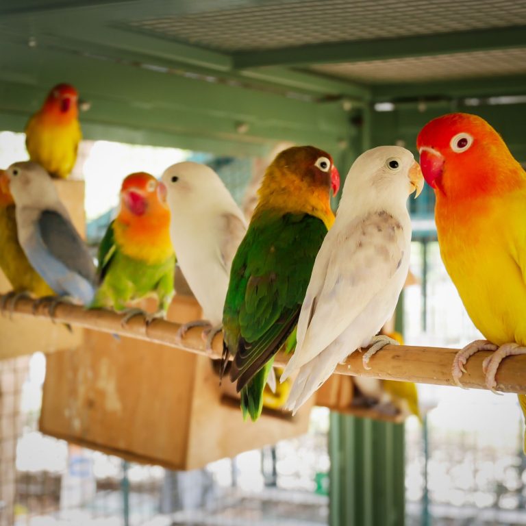 Unlock Natures Rainbow: Bird Feeder for Attracting Different Birds