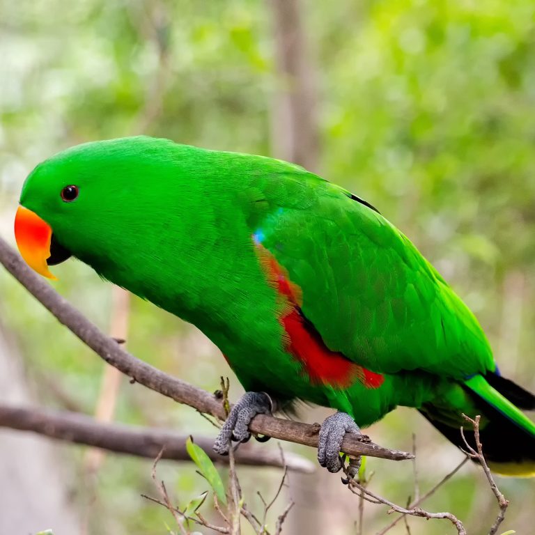 No More Lost Birds: The Ultimate Parrot Tracking Device Guide