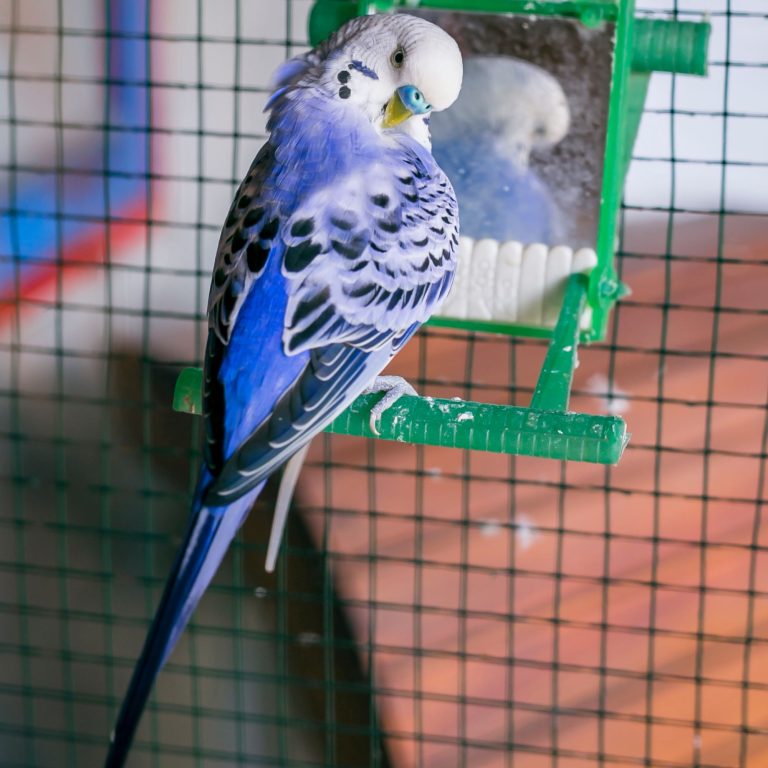 Finding Freedom: Discover the Best GPS Tracker for Pet Birds