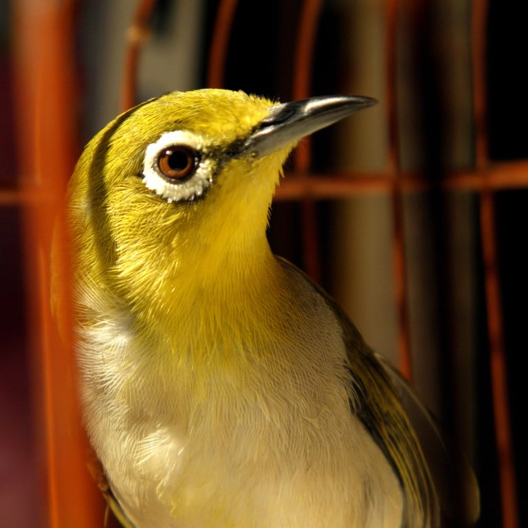 Unlock Your Parrots Boundaries: Bird GPS Tracker Solutions