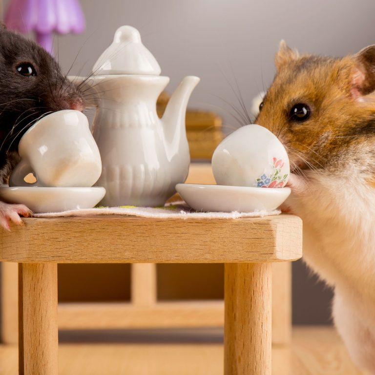 Elevate Your Hamsters Living Space: Hamster Cage with Exercise Wheel Combo