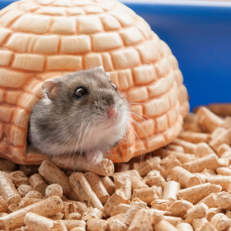 Take Hamster Care to the Next Level: Cage with Spinning Wheel Recommendations