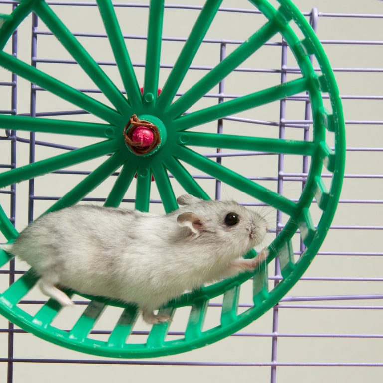 Hamster Heaven: Find the Perfect Cage with Integrated Exercise Wheel