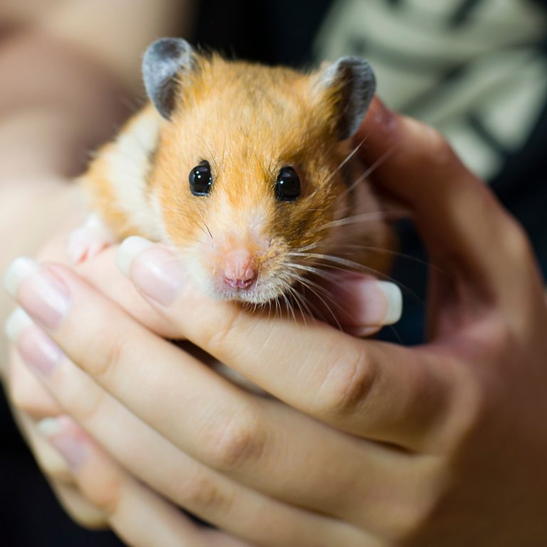 Unleash the Joy: Hamster Cage with Attached Exercise Wheel Unveiled