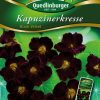 Kapuzinerkresse-Black-Velvet-gaertnerland-quedlinburg
