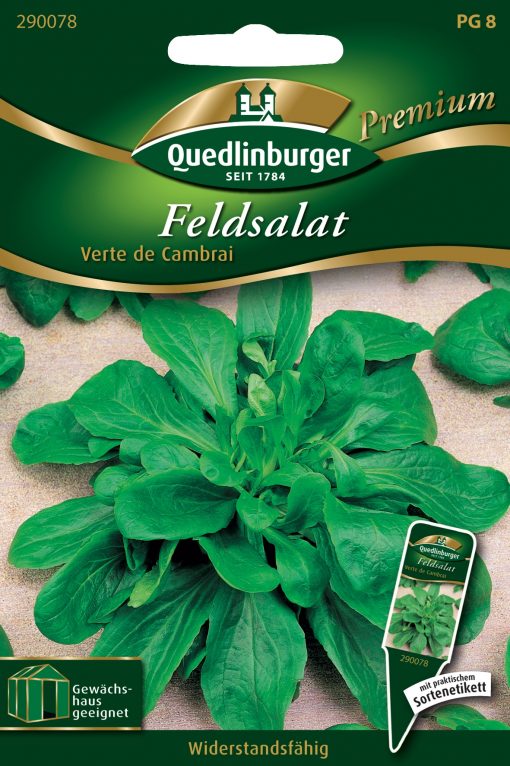 Feldsalat-Verte-de-Cambrai-Gaertnerland-Quedlinburg