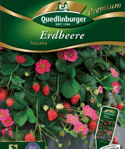Erdbeere-Toscana-Gaertnerland-Quedlinburg