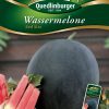 Wassermelone-Red-Star-Gaertnerland-Quedlinburg