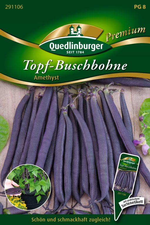 Topf-Buschbohne-Amethyst-Gaertnerland-Quedlinburg