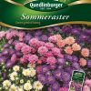 Sommeraster-Zwergmischung-Gaertnerland-Quedlinburg