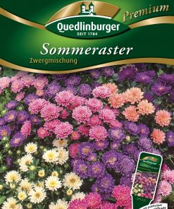 Sommeraster-Zwergmischung-Gaertnerland-Quedlinburg