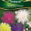 Sommeraster-Riesen-Strahlen-Mischung-Gaertnerland-Quedlinburg