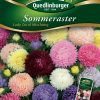 Sommeraster-Lady-Coral-Mischung-Gaertnerland-Quedlinburg