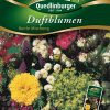 Duftblumenmischun-Bunte-Mischung-Gaertnerland-Quedlinburg