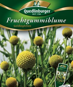 Fruchtgummiblume-Goldkoepfchen-Gaertnerland-Quedlinburg