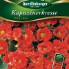 Kapuzinerkresse-Cherry-Rose-Gaertnerland-Quedlinburg