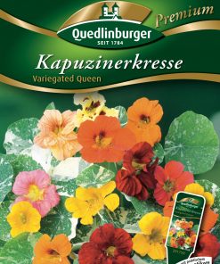 Kapuzinerkresse-Variegated-Queen-Gaertnerland-Quedlinburg