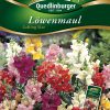 Loewenmaul-Cutting-Star-Gaertnerland-Quedlinburg