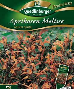 Aprikosen-Melisse-Apricot-Sprite-Gaertnerland-Quedlinburg
