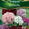 Bartnelke-Bodestolz-Mischung-Gaertnerland-Quedlinburg