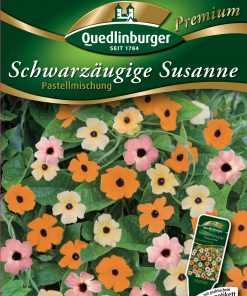 Schwarzaeugige-Susanne-Pastellmischung-Gaertnerland-Quedlinburg