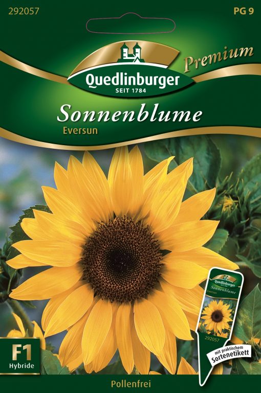 Sonnenblumen-Eversun-Gaertnerland-Quedlinburg