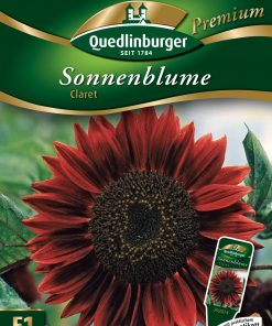 SonnenblumenClaret-Gaertnerland-Quedlinburg