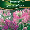 Spinnenblume-Wasserspiel-Mischung-Gaertnerland-Quedlinburg