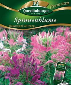 Spinnenblume-Wasserspiel-Mischung-Gaertnerland-Quedlinburg
