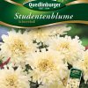 Studentenblume-Schneeball-Gaertnerland-Quedlinburg