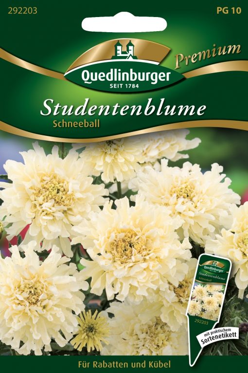 Studentenblume-Schneeball-Gaertnerland-Quedlinburg