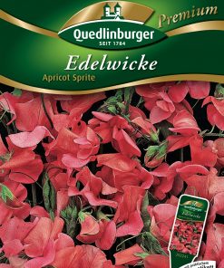 Edelwicke-Apricot-Sprite-Gaertnerland-Quedlinburg