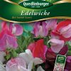 Edelwicke-Old-Sweet-Scent-Gaertnerland-Quedlinburg