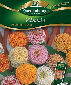 Zinnien-Pepermint-Sticks-Gaertnerland-Quedlinburg