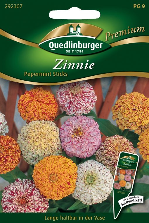 Zinnien-Pepermint-Sticks-Gaertnerland-Quedlinburg