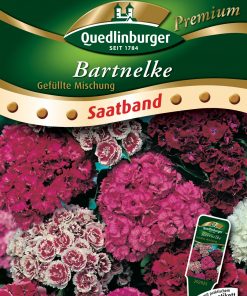 Bartnelke-Gefuellte-Mischung-Gaertnerland-Quedlinburg