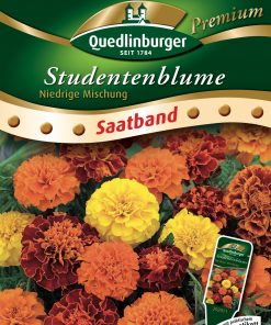 Studentenblume-Niedrige-Mischung-Gaertnerland-Quedlinburg