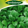Feldsalat-Vit-gaertnerland-quedlinburg
